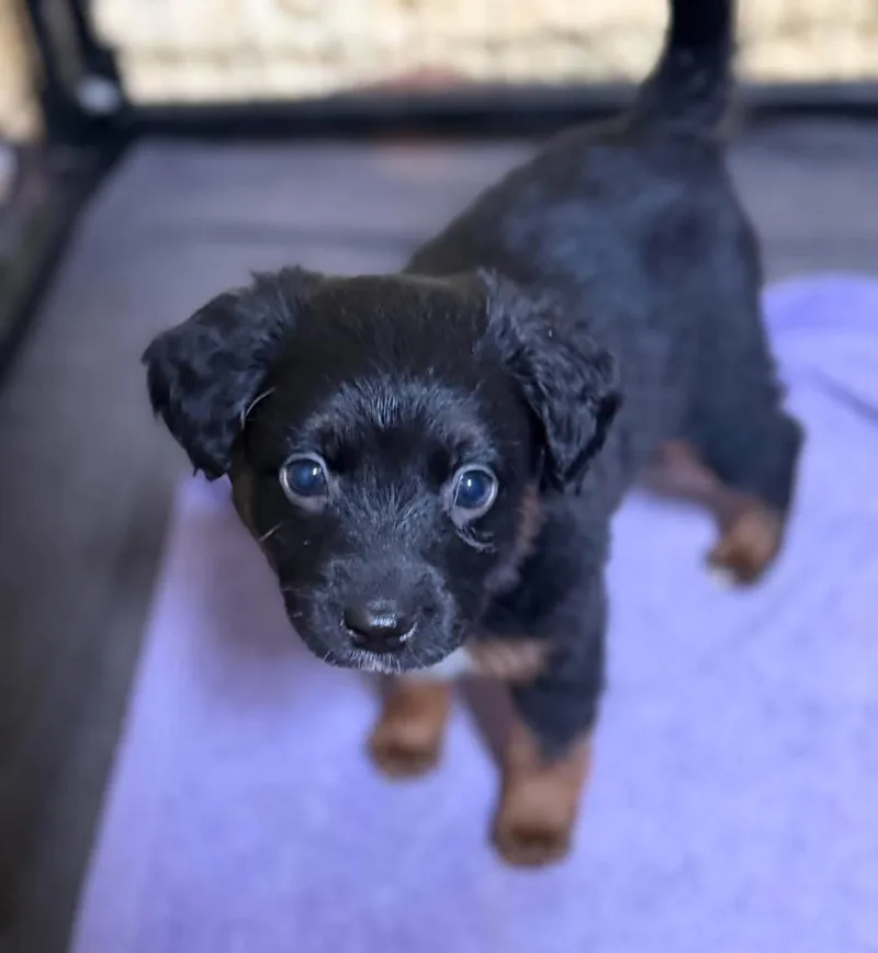 Willow And Babies thumbnail 3