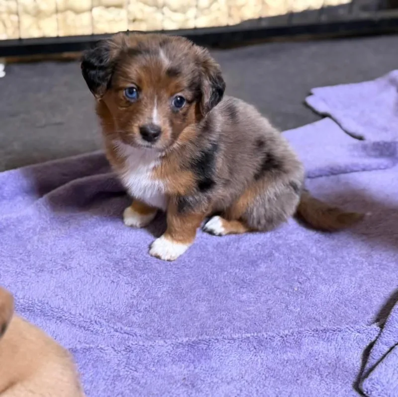 Willow And Babies thumbnail 4