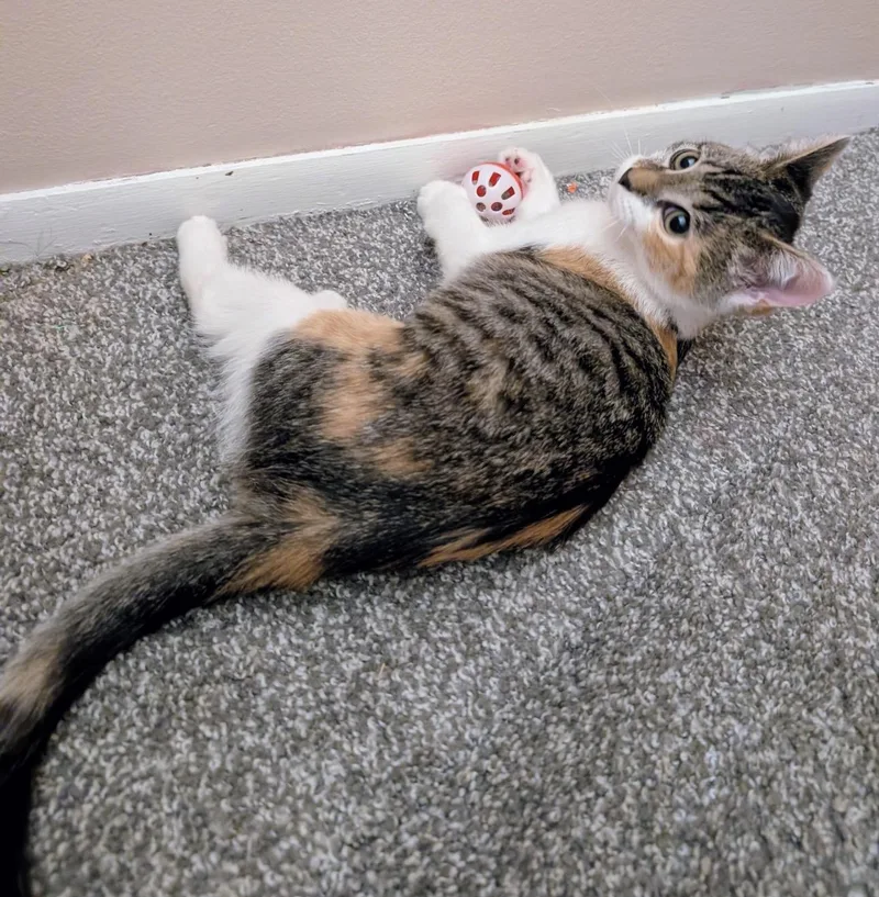 A baby medium-sized male Buff / Tan / Fawn Domestic Short Hair cat named Pumpkin & Spice for adoption in Youngstown, OH