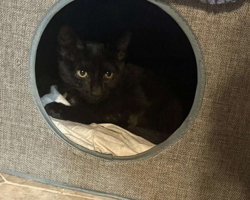 A baby small-sized male Black Domestic Short Hair cat named Honeycrisp for adoption in Raleigh, NC