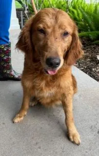 An adult large-sized female Red / Chestnut / Orange Golden Retriever dog named Coco for adoption in Longwood, FL