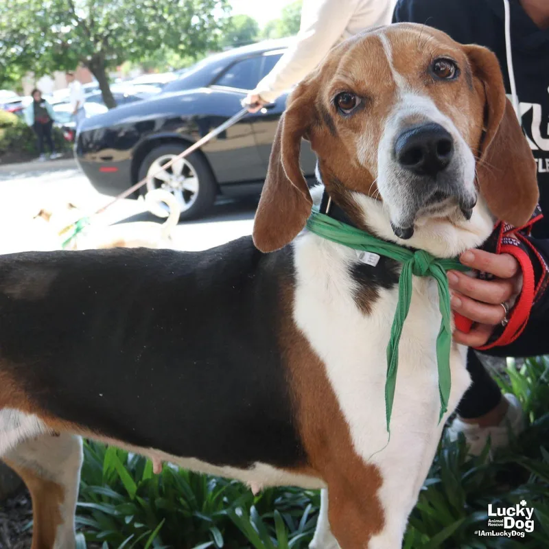 An adult large-sized female Treeing Walker Coonhound dog named Lady Bird for adoption in Washington, DC