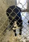 A young medium-sized female Border Collie dog named Grace for adoption in Mount Sterling, KY