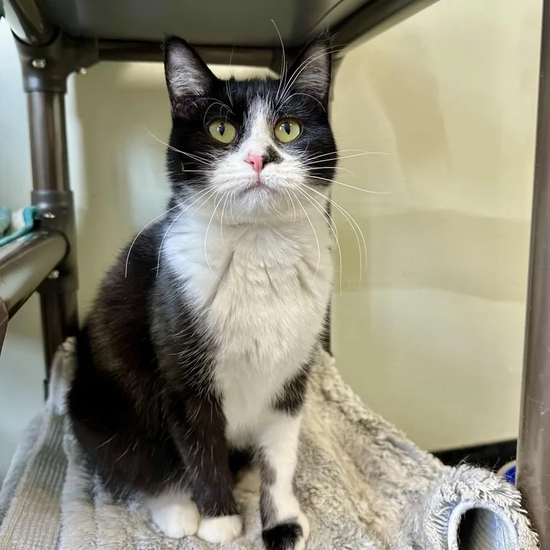 An adult small-sized female Black Domestic Short Hair cat named Converse for adoption in Davenport, IA