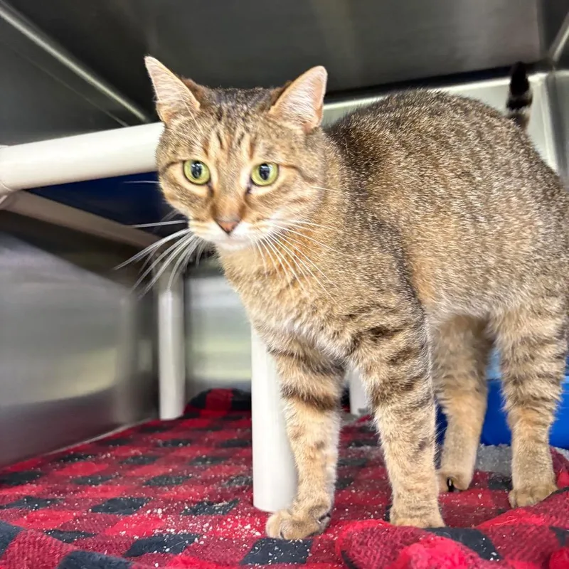 An adult medium-sized female Brown / Chocolate Domestic Short Hair cat named Molly for adoption in Springfield, IL