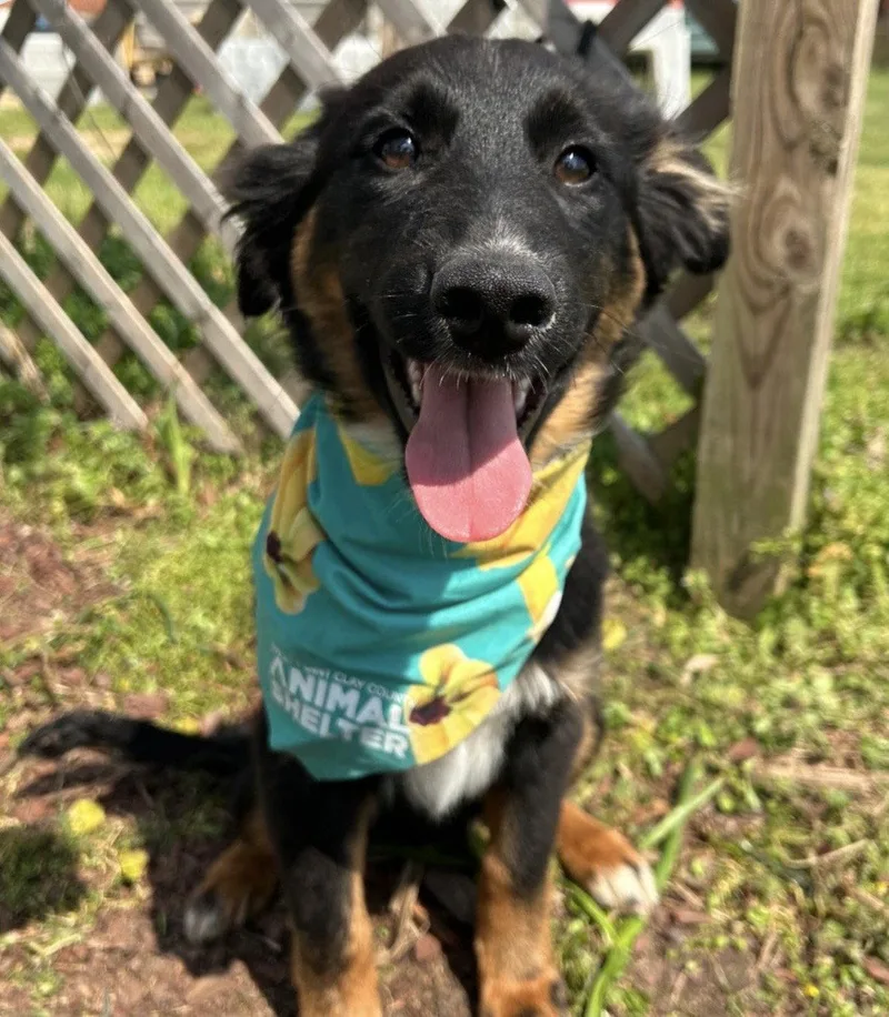 A young large-sized male Shepherd dog named Jaeger for adoption in Steeleville, IL