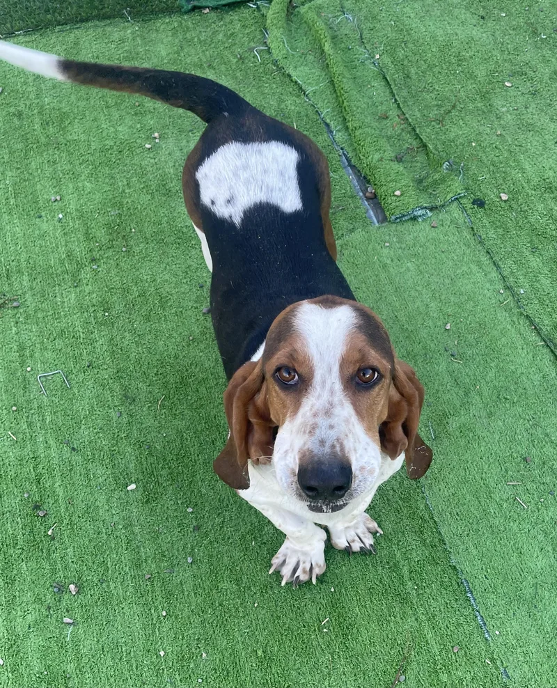 An adult large-sized male Basset Hound dog named Melvin for adoption in Billings, MT