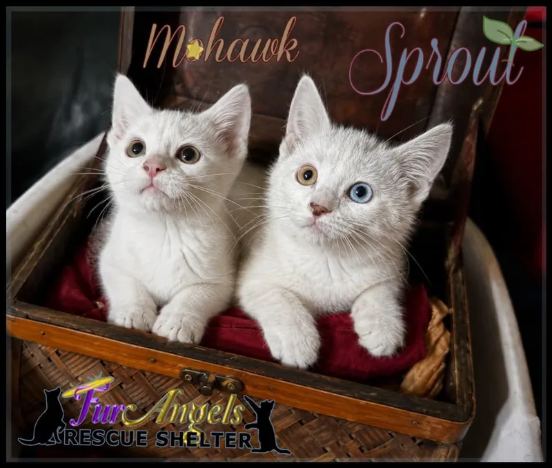 A baby medium-sized male White Domestic Short Hair cat named Mohawk & Sprout for adoption in Toledo, OH