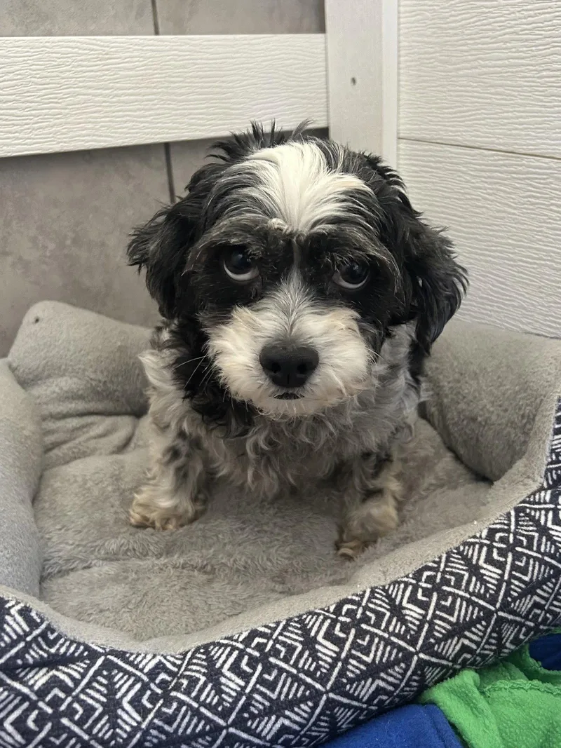 An adult small-sized female Poodle dog named Tootsie Mar for adoption in Pacolet, SC