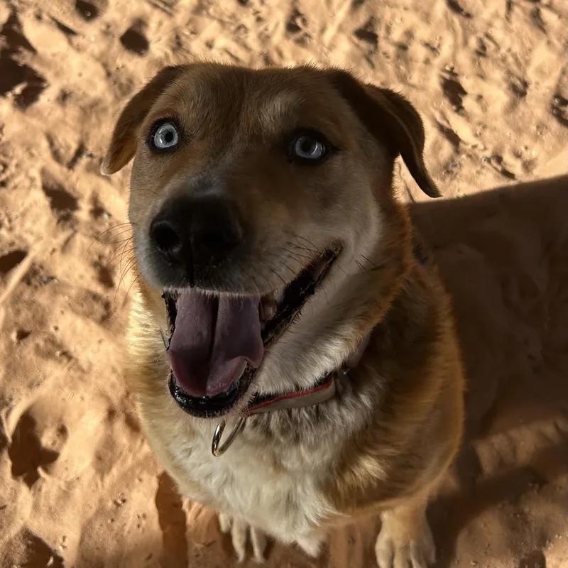 A senior medium-sized female Brown / Chocolate Cattle Dog dog named Cheyenne for adoption in Kanab, UT
