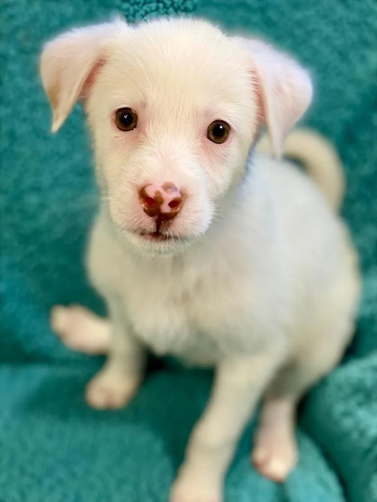 A baby medium-sized female Australian Shepherd dog named Madison for adoption in Urbandale, IA