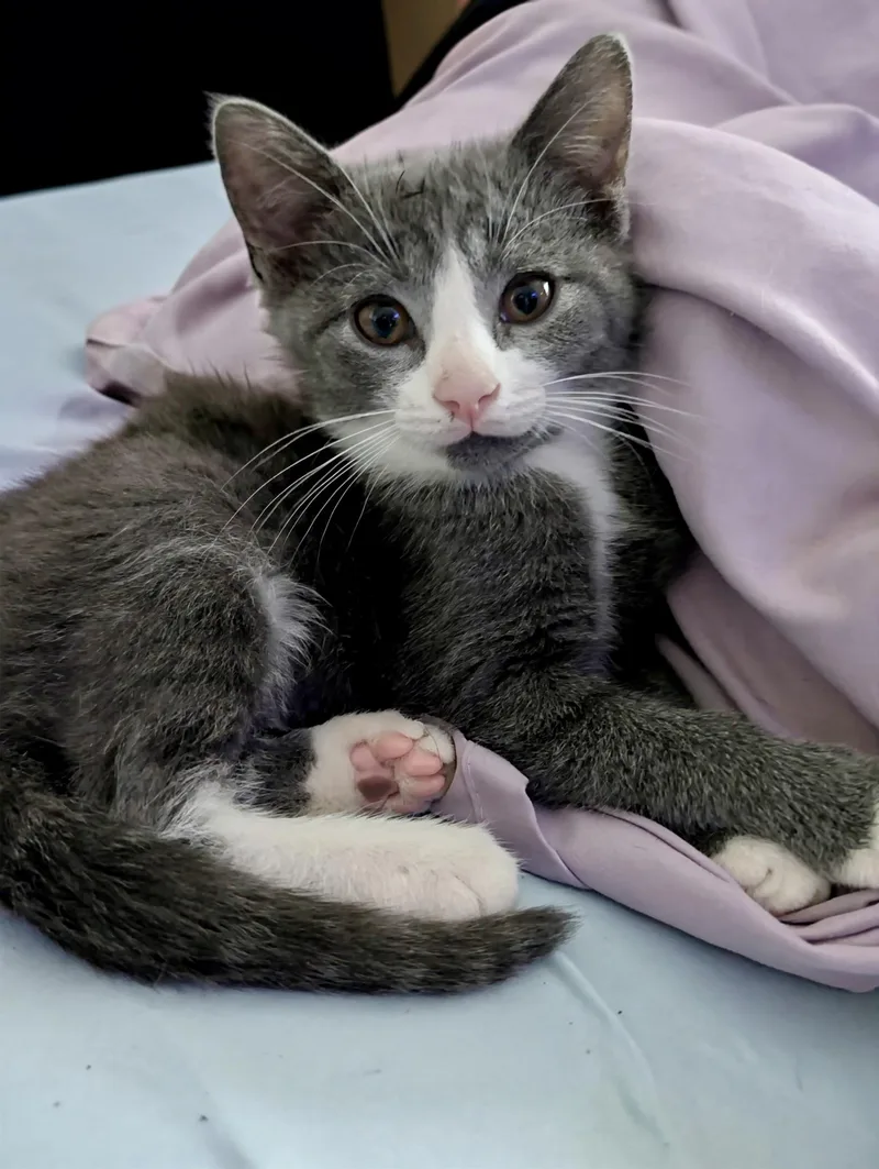 A baby medium-sized male Domestic Short Hair cat named Atlas for adoption in Jeffersonville, IN