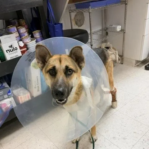 A young medium-sized male Shepherd dog named Geno for adoption in Long Beach, CA