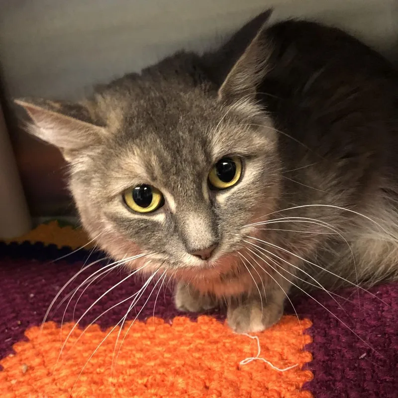 An adult medium-sized female Tortoiseshell Domestic Medium Hair cat named Lady Jane Grey for adoption in Oak Park, IL