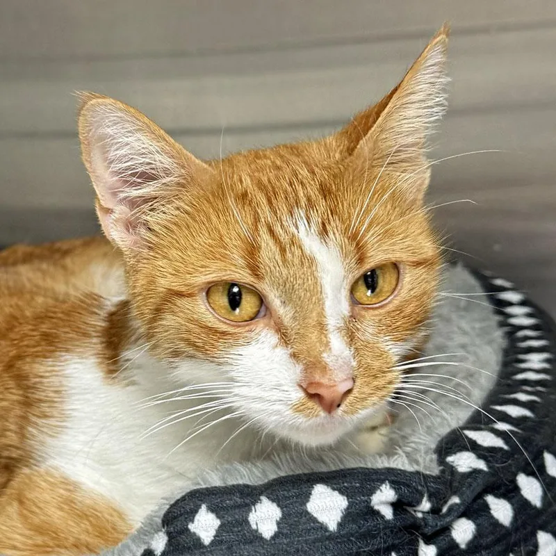 An adult medium-sized female Tabby (Orange / Red) Domestic Short Hair cat named Daisy for adoption in East Falmouth, MA