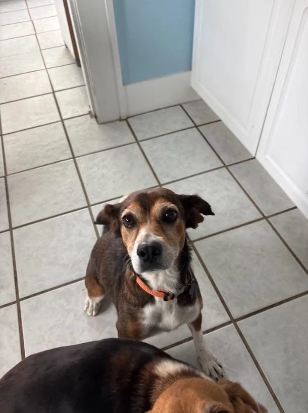 An adult medium-sized female Beagle dog named Bb for adoption in Springhill, LA