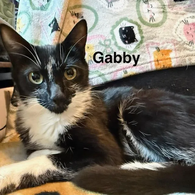 An adult medium-sized female Black & White / Tuxedo Domestic Short Hair cat named Gabby for adoption in Olympia, WA
