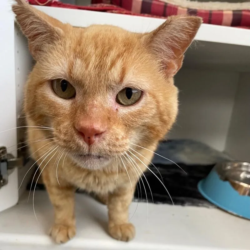 A senior medium-sized male Domestic Short Hair cat named Buckwheat for adoption in Roanoke, VA