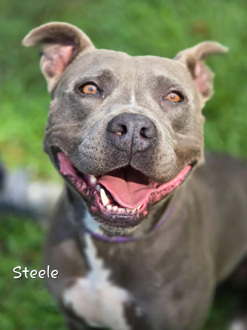 An adult medium-sized male Gray / Blue / Silver Pit Bull Terrier dog named Steele for adoption in Bishop, GA