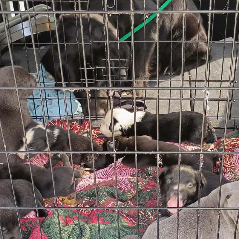A baby medium-sized male Pit Bull Terrier dog named Tiny for adoption in Lima, OH