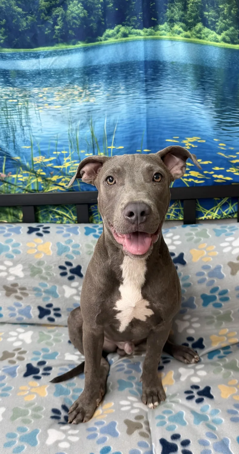 A young medium-sized male Gray / Blue / Silver Staffordshire Bull Terrier dog named Riot for adoption in Grove, OK