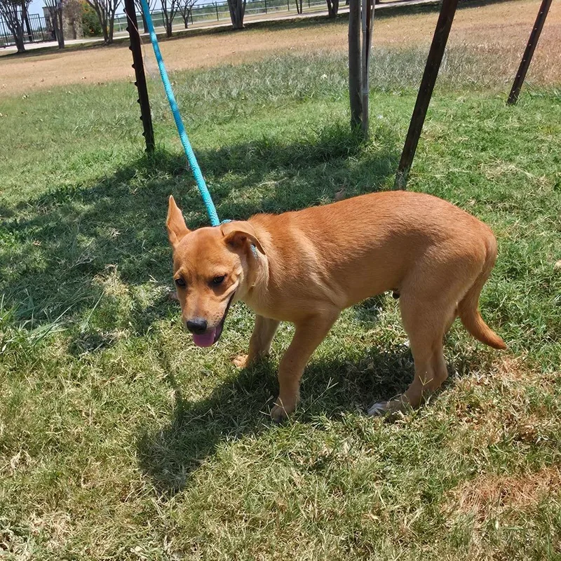 A baby medium-sized male Apricot / Beige Mixed Breed dog named Gregory FJ for adoption in Austin, TX