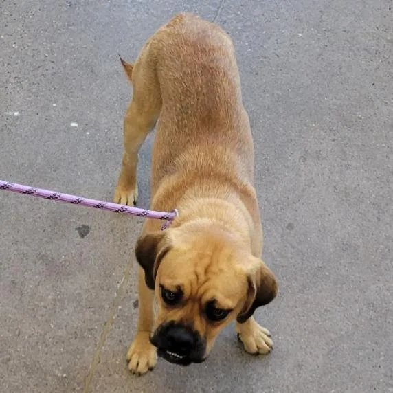 An adult medium-sized male Brown / Chocolate Mixed Breed dog named 110360 for adoption in Las Cruces, NM