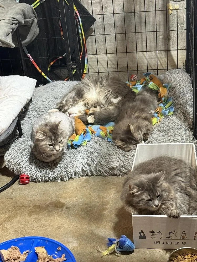 An adult large-sized male Domestic Long Hair cat named Miso for adoption in Bolton, CT