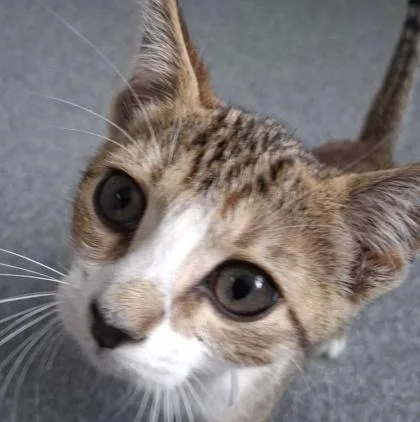 A baby medium-sized female Domestic Short Hair cat named Mystique for adoption in Sevierville, TN