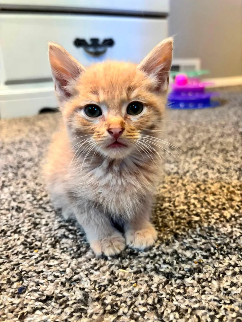 A baby medium-sized male Tabby (Orange / Red) Tabby cat named Peach for adoption in Omaha, NE