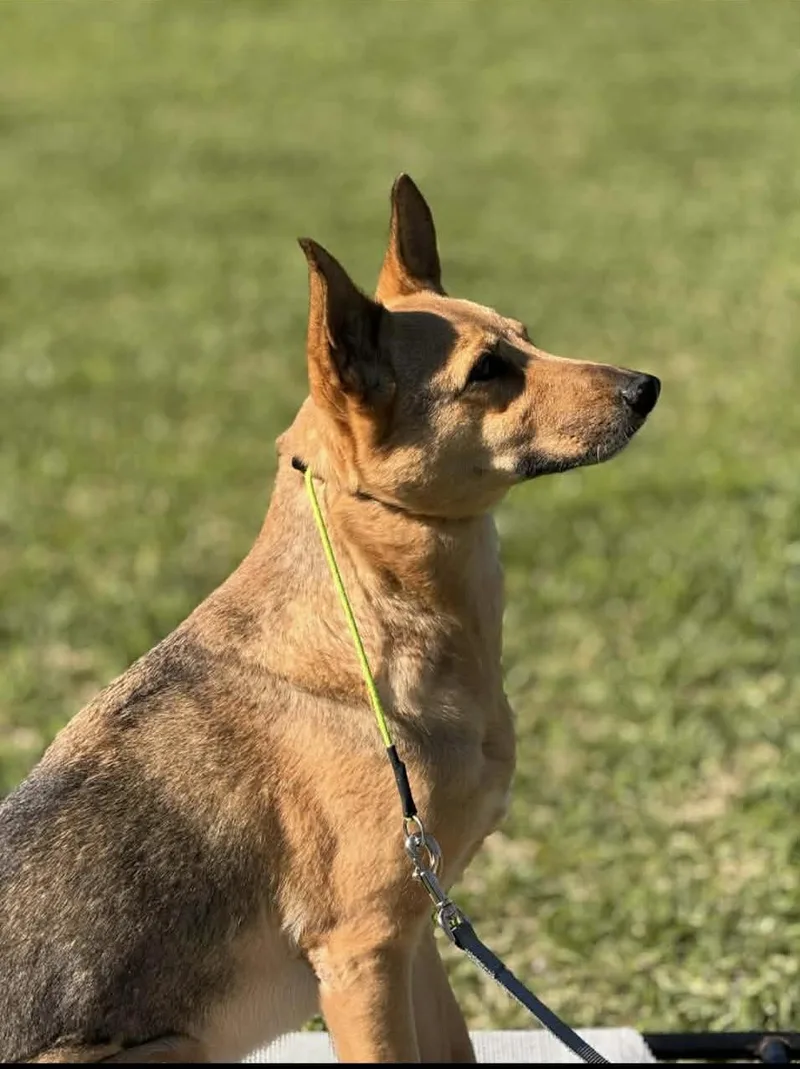 An adult medium-sized female Apricot / Beige German Shepherd Dog dog named Zena for adoption in Oak Point, TX