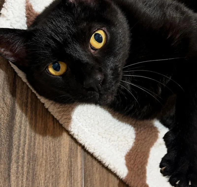 Loki thumbnail 2
