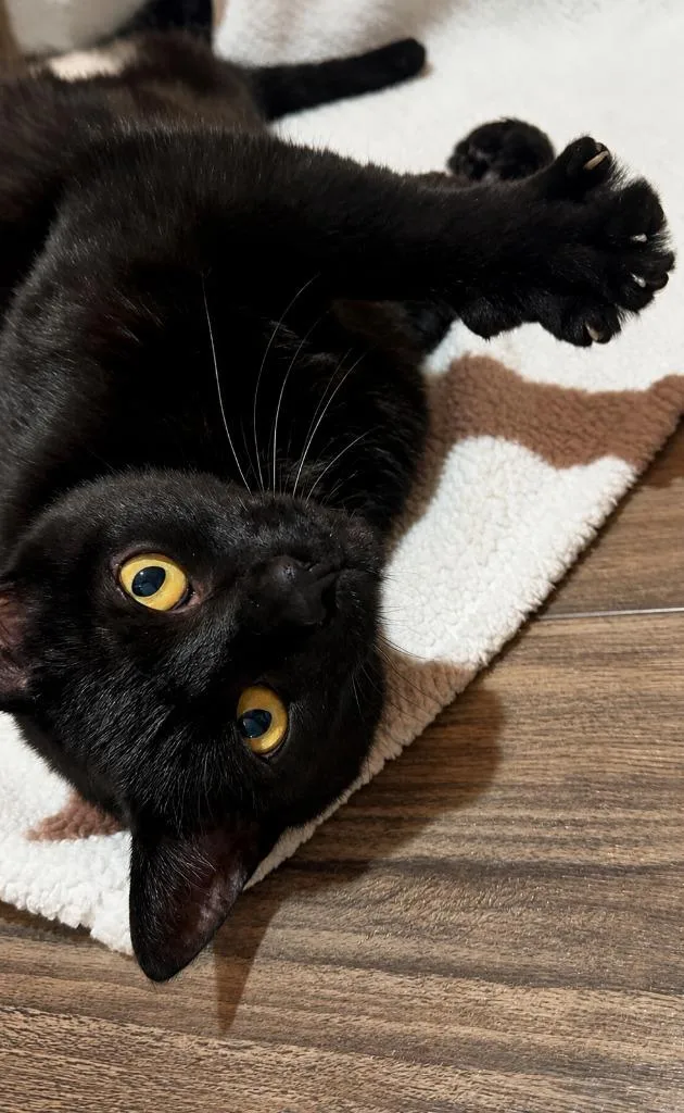Loki thumbnail 3