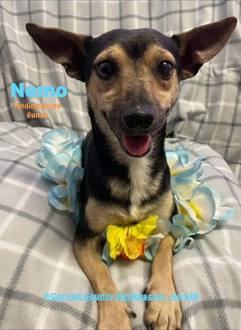 An adult small-sized female Chihuahua dog named Nemo for adoption in Newport, NH