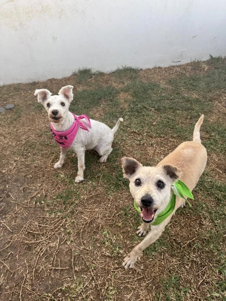 A senior small-sized male Yellow / Tan / Blond / Fawn Terrier dog named Brady for adoption in Gig Harbor, WA