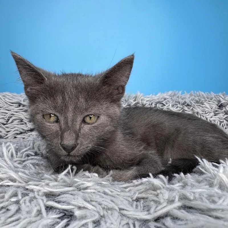 A baby small-sized male Black Domestic Short Hair cat named Scott for adoption in San Antonio, TX