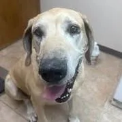 A senior extra large-sized male Great Dane dog named Bruce for adoption in Collinsville , OK