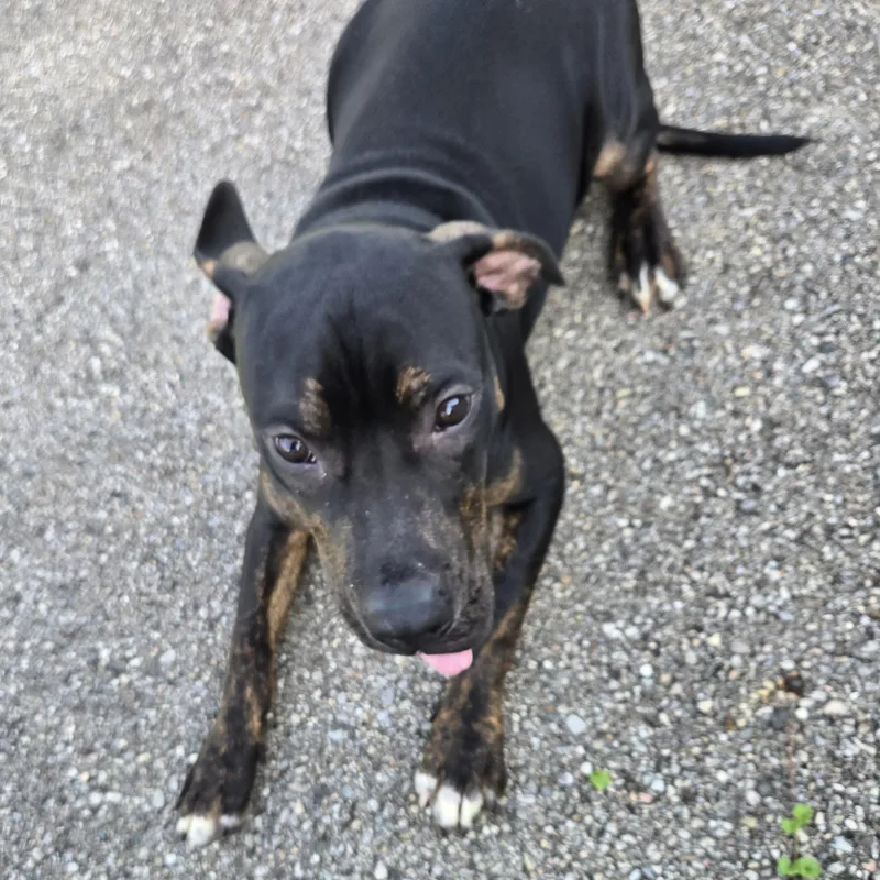 A young medium-sized male Black Pit Bull Terrier dog named Goofy for adoption in Xenia , OH