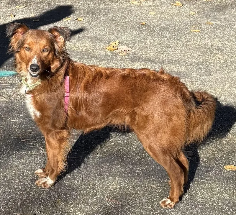 An adult medium-sized female Border Collie dog named Roxy for adoption in Mansfield, CT
