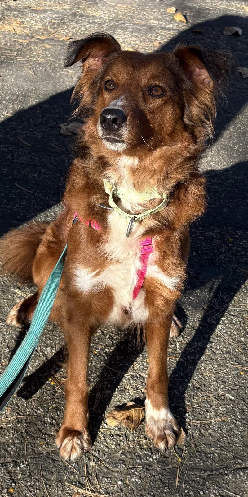 Roxy thumbnail 6