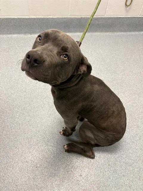 A young large-sized male Pit Bull Terrier dog named Lou for adoption in Indianapolis, IN