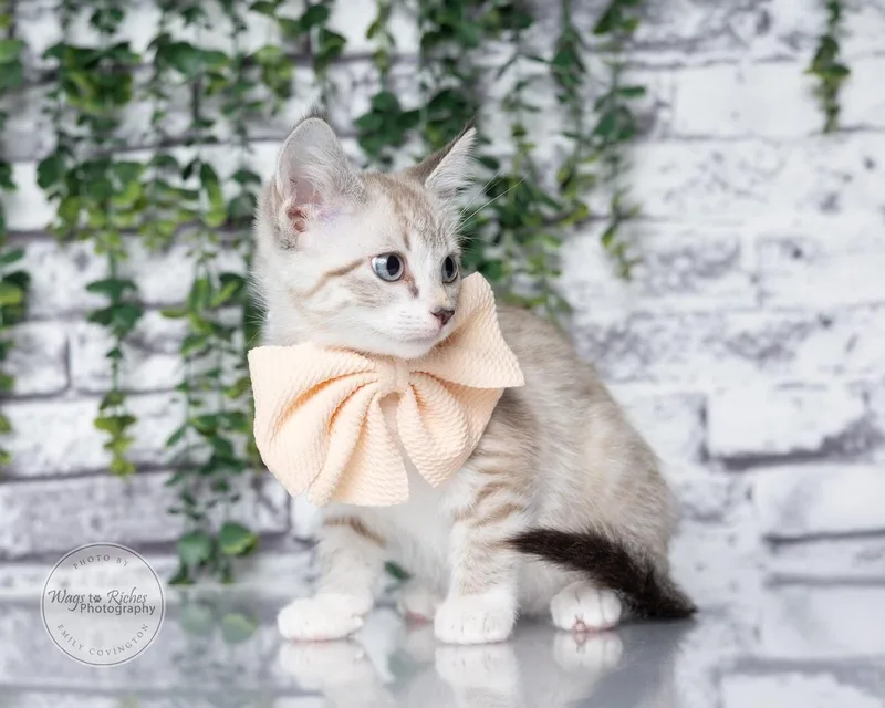 A baby medium-sized female Siamese cat named Winter for adoption in Tuscaloosa, AL