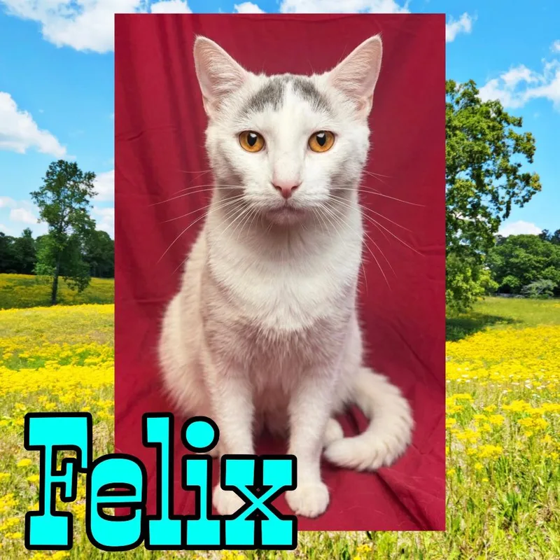 An adult large-sized male White Domestic Short Hair cat named Felix for adoption in Royse City, TX