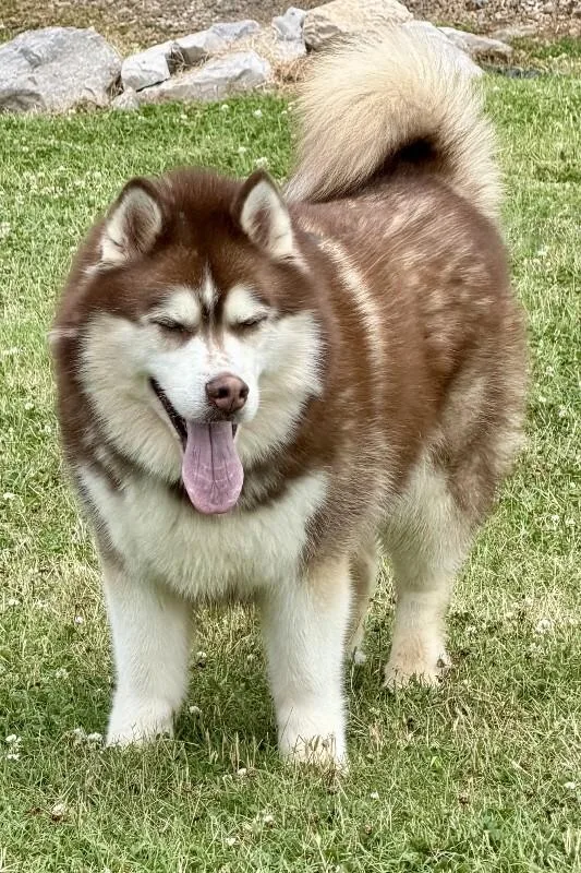 Big Boy