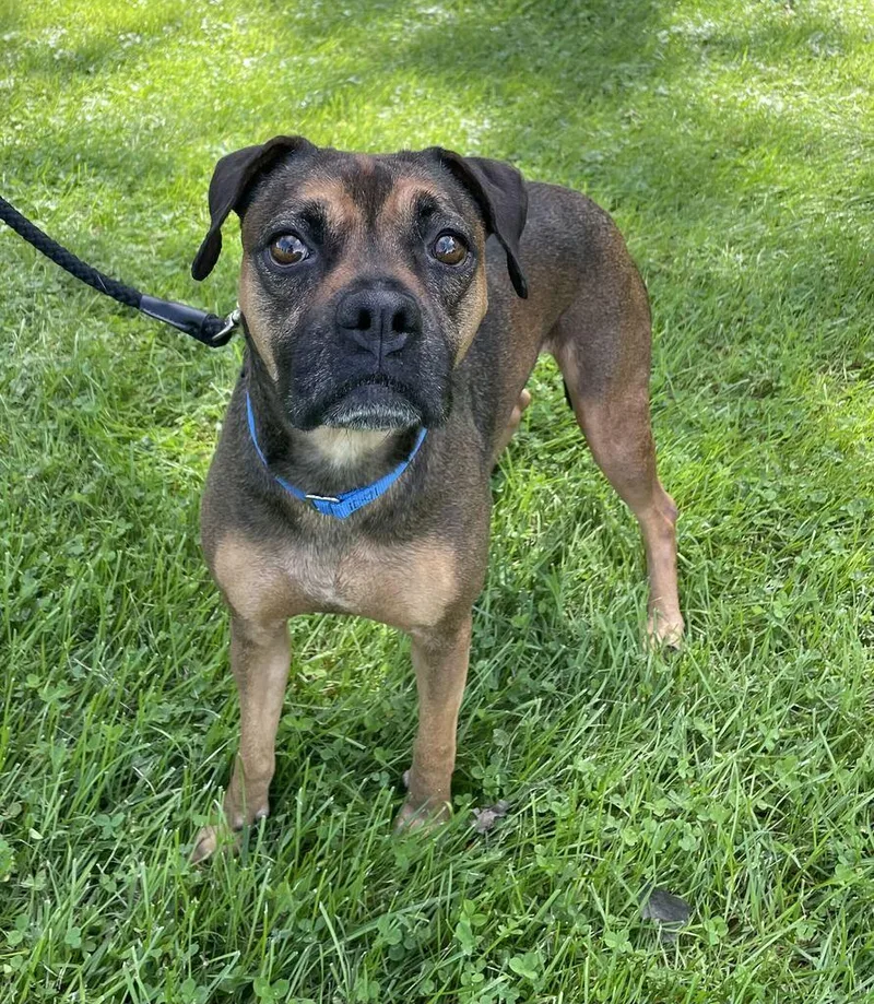 An adult medium-sized male Brown / Chocolate Boxer dog named Peanut for adoption in Jackson, MI