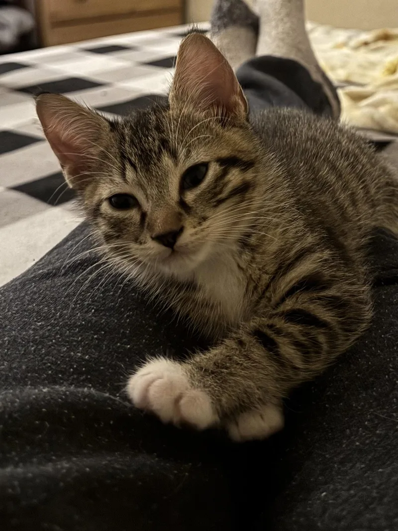 Osito ..