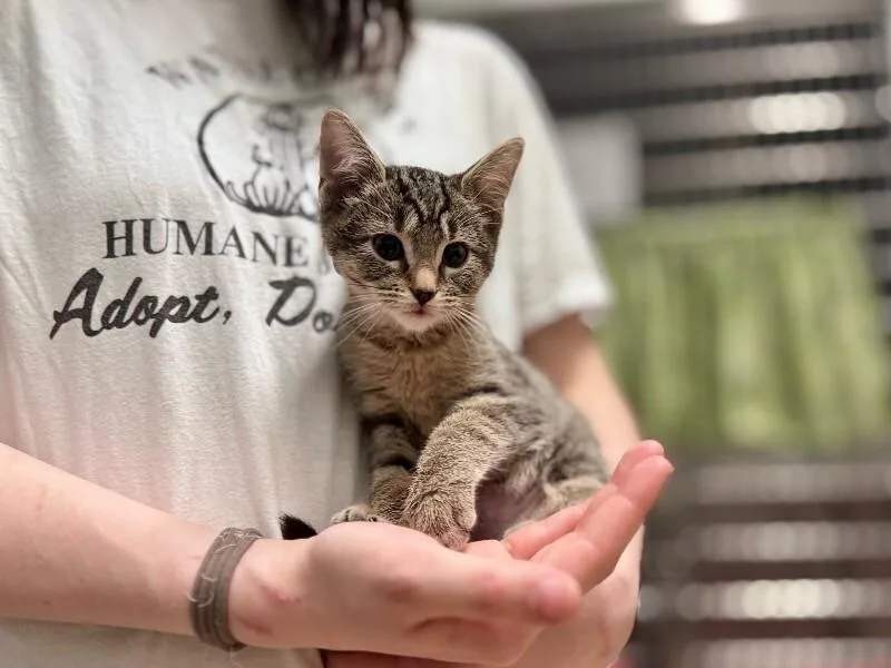 A young medium-sized female Domestic Short Hair cat named Cranberry for adoption in Wooster, OH