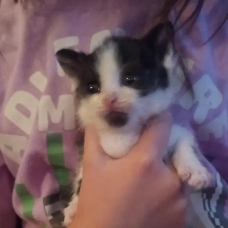 A baby small-sized male Black Domestic Short Hair cat named Pudding for adoption in Parkersburg, WV