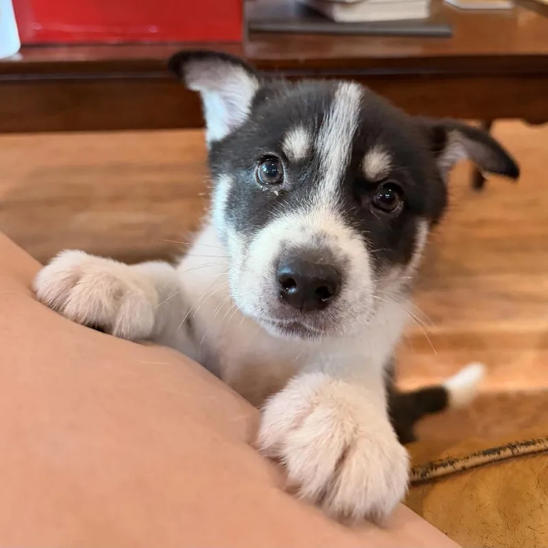 A young small-sized male Black Husky dog named Mack for adoption in Baton Rouge, LA