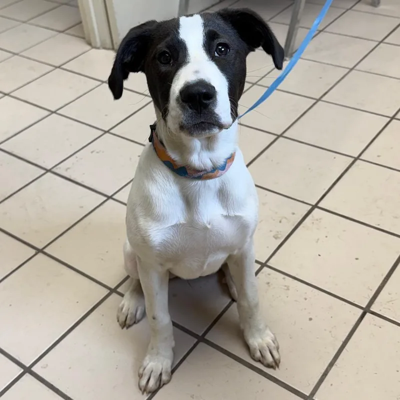 A baby small-sized female White / Cream Pit Bull Terrier dog named TUSCStray for adoption in Tuscaloosa, AL
